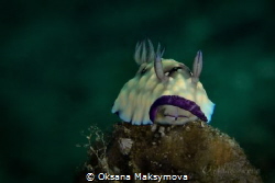 Nudibranch Goniobranchus hintuanensis by Oksana Maksymova 
